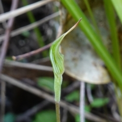 Pterostylis concinna at Berry, NSW - 9 Jun 2023