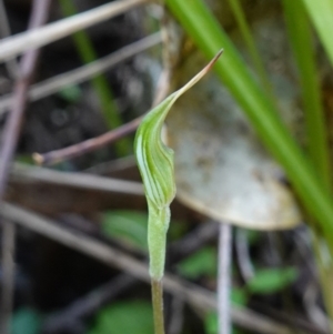 Pterostylis concinna at Berry, NSW - 9 Jun 2023