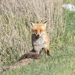 Vulpes vulpes at Macnamara, ACT - 28 Aug 2023 03:20 PM