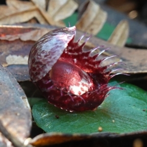 Corysanthes fimbriata at Berry, NSW - 9 Jun 2023