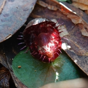 Corysanthes fimbriata at Berry, NSW - 9 Jun 2023