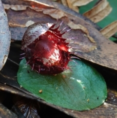 Corysanthes fimbriata at Berry, NSW - suppressed