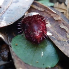 Corysanthes fimbriata at Berry, NSW - suppressed