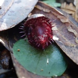 Corysanthes fimbriata at Berry, NSW - suppressed