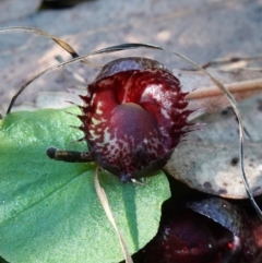 Corysanthes fimbriata at Berry, NSW - suppressed