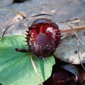 Corysanthes fimbriata at Berry, NSW - 9 Jun 2023