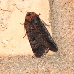 Thoracolopha (genus) (A Noctuid moth) at Wanniassa, ACT - 26 Aug 2023 by JohnBundock