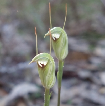 Pterostylis concinna (Trim Greenhood) at Callala Creek Bushcare - 9 Jun 2023 by RobG1