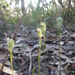 Pterostylis concinna at Callala Beach, NSW - suppressed