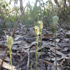 Pterostylis concinna at Callala Beach, NSW - suppressed