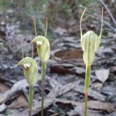 Pterostylis concinna at Callala Beach, NSW - suppressed