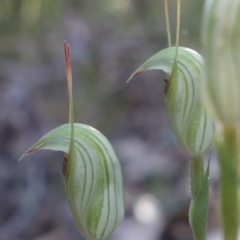 Pterostylis concinna at Callala Beach, NSW - 9 Jun 2023