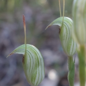 Pterostylis concinna at Callala Beach, NSW - suppressed