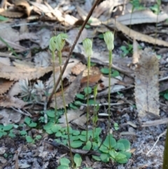 Pterostylis concinna at Callala Beach, NSW - suppressed