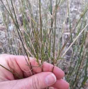 Austrostipa verticillata at Macquarie, ACT - 28 Aug 2023