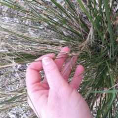 Austrostipa verticillata at Macquarie, ACT - 28 Aug 2023