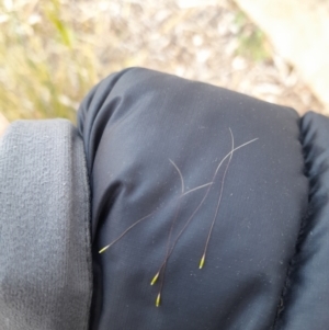 Austrostipa verticillata at Macquarie, ACT - 28 Aug 2023