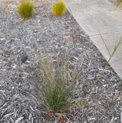 Austrostipa verticillata at Macquarie, ACT - 28 Aug 2023