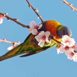 Trichoglossus moluccanus at Downer, ACT - 28 Aug 2023