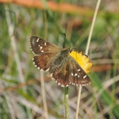 Atkinsia dominula (Two-brand grass-skipper) at Namadgi National Park - 26 Mar 2023 by RAllen