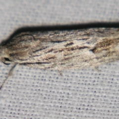 Agriophara cinerosa (A Flat-bodied moth (Depressidae) at Sheldon, QLD - 27 Jul 2007 by PJH123