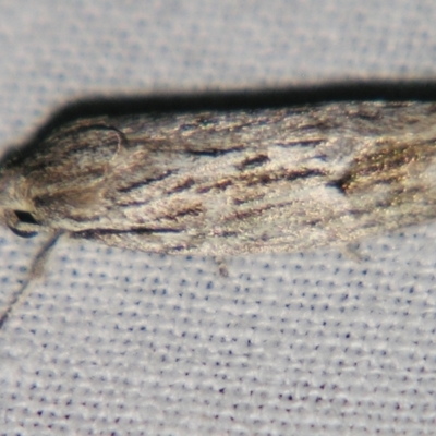 Agriophara cinerosa (A Gelechioid moth) at Sheldon, QLD - 27 Jul 2007 by PJH123