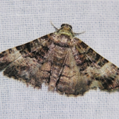 Aporoctena scierodes (Buff-tinted Geometrid) at Sheldon, QLD - 27 Jul 2007 by PJH123