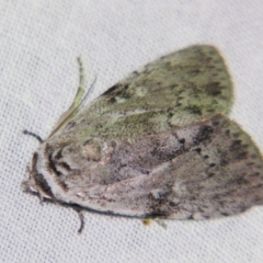 Barasa cymatistis (Nolinae) at Sheldon, QLD - 27 Jul 2007 by PJH123