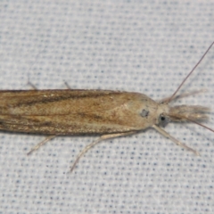 Unidentified Pyralid or Snout Moth (Pyralidae & Crambidae) at Sheldon, QLD - 27 Jul 2007 by PJH123