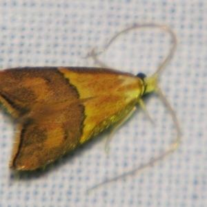 Crocanthes prasinopis at Sheldon, QLD - suppressed