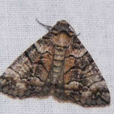 Dysbatus undescribed species (A Line-moth) at Sheldon, QLD - 27 Jul 2007 by PJH123