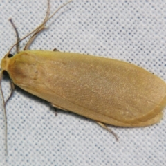 Eilema plana at Sheldon, QLD - suppressed