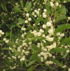 Acacia melanoxylon (Blackwood) at Latham, ACT - 27 Aug 2023 by pinnaCLE