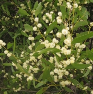 Acacia melanoxylon at Latham, ACT - 27 Aug 2023