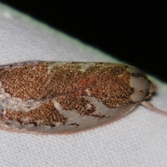 Euchaetis rhizobola (A Concealer moth) at Sheldon, QLD - 27 Jul 2007 by PJH123