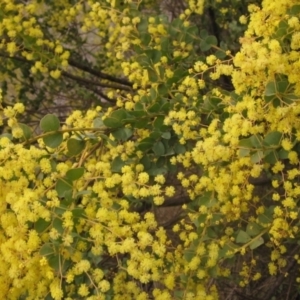 Acacia pravissima at Latham, ACT - 27 Aug 2023