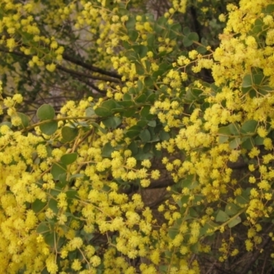 Acacia pravissima (Wedge-leaved Wattle, Ovens Wattle) at Latham, ACT - 27 Aug 2023 by pinnaCLE
