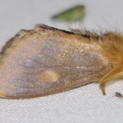 Euproctis edwardsii (Mistletoe Browntail Moth) at Sheldon, QLD - 27 Jul 2007 by PJH123