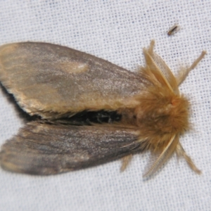 Euproctis edwardsii at Sheldon, QLD - suppressed