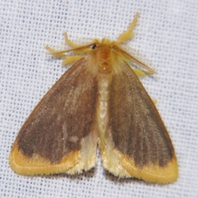 Euproctis fimbriata (A Noctuid moth (Lymantriinae)) at Sheldon, QLD - 27 Jul 2007 by PJH123
