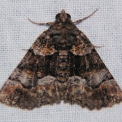 Gastrina cristaria (Wave-lined Geometrid) at Sheldon, QLD - 27 Jul 2007 by PJH123