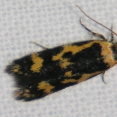 Diaphanta chryseres (Black and Yellow Barea) at Sheldon, QLD - 27 Jul 2007 by PJH123