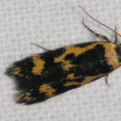 Diaphanta chryseres (Black and yellow Barea) at Sheldon, QLD - 27 Jul 2007 by PJH123