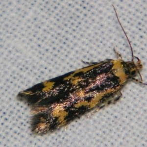 Diaphanta chryseres at Sheldon, QLD - suppressed