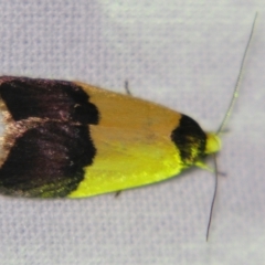 Heteroteucha dichroella (A Concealer moth (Wingia Group)) at Sheldon, QLD - 27 Jul 2007 by PJH123