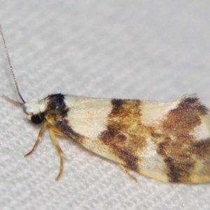 Philenora aspectalella at Sheldon, QLD - suppressed