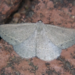 Taxeotis egenata (A Geometer moth) at Sheldon, QLD - 27 Jul 2007 by PJH123