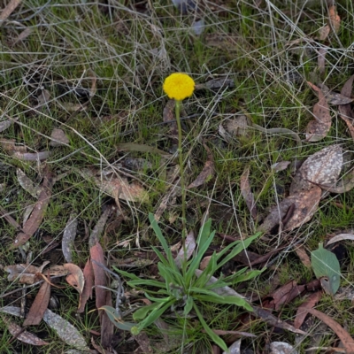 Craspedia variabilis (Common Billy Buttons) at Higgins Woodland - 28 Aug 2023 by Untidy