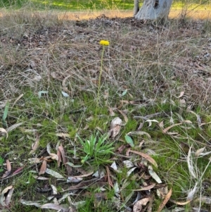 Craspedia variabilis at Higgins, ACT - 28 Aug 2023