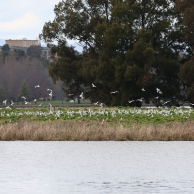 Chroicocephalus novaehollandiae (Silver Gull) at Lake Burley Griffin West - 28 Aug 2023 by RodDeb